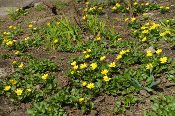 A lot of yellow flowers of lesser celandine in April
