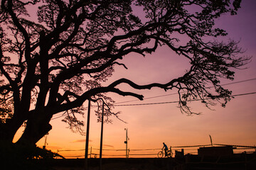 Naklejka premium Silhouettes of trees and pedestrians under the sunset