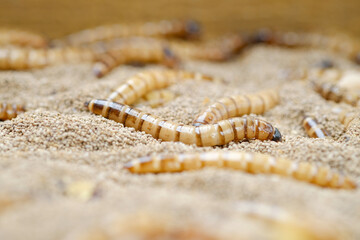 King mealworm (zophobas morio) is a popular feed ingredient that is widely used to give to reptiles, songbirds and other poultry.