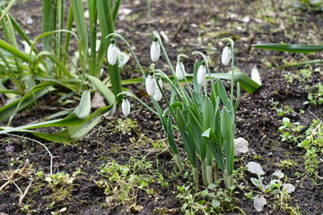 Obraz premium Bloom of white common snowdrops in mid March