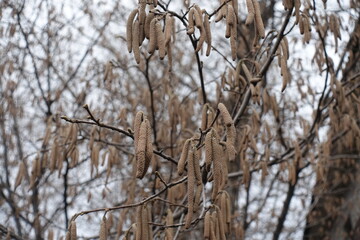 Bare branches of common hazel with catkins in February