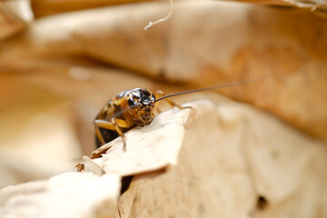 close up of cricket on brown dry leaf