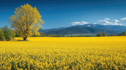 Golden field stretching toward mountains under a clear blue sky