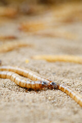 King mealworm (zophobas morio) is a popular feed ingredient that is widely used to give to reptiles, songbirds and other poultry.