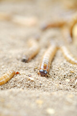 King mealworm (zophobas morio) is a popular feed ingredient that is widely used to give to reptiles, songbirds and other poultry.