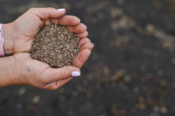 dill seeds in the palms close-up
