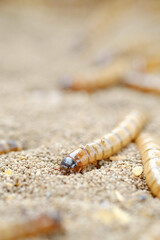 King mealworm (zophobas morio) is a popular feed ingredient that is widely used to give to reptiles, songbirds and other poultry.