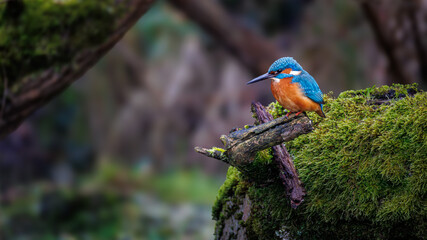 Eisvogel
