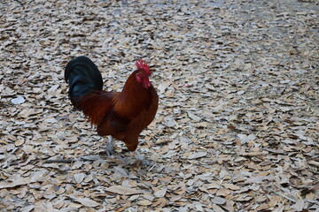 rooster on the farm