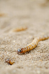 King mealworm (zophobas morio) is a popular feed ingredient that is widely used to give to reptiles, songbirds and other poultry.