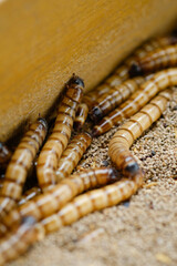 King mealworm (zophobas morio) is a popular feed ingredient that is widely used to give to reptiles, songbirds and other poultry.