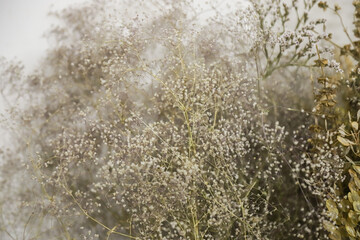 Delicate white flowers arranged in a soft, muted background highlighting natural beauty and tranquility in a serene setting