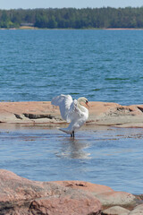 Swan in Nåtö National Park on the Åland Islands: Northern European nature in summer, Cygnus olor.