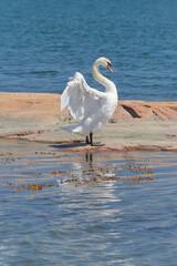 Swan in Nåtö National Park on the Åland Islands: Northern European nature in summer, Cygnus olor.