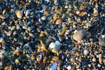 shells on the beach
