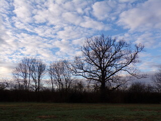 Fototapeta premium abres sous le ciel bleu