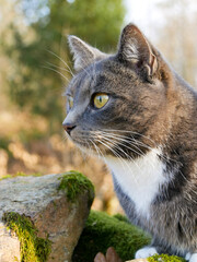 Cat outdoors. Pet portrait in nature. Grey tabby cat exploring the forest.