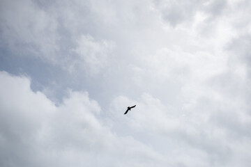 Birds in the sky, blue sky background.