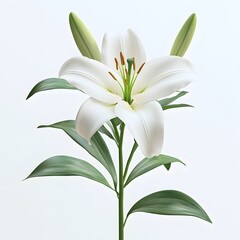 Fototapeta premium Elegant White Lily Blossom on Plain Backdrop, A Symbol of Purity
