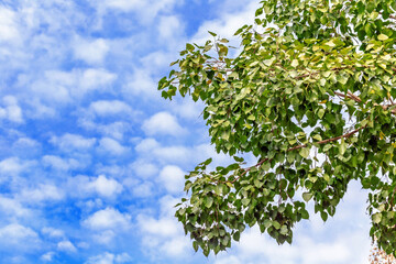 Leaves against a bright sky background