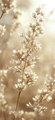 Naklejka premium Delicate White Flowers with Soft Focus in Golden Light Creating an Ethereal and Serene Atmosphere in Nature's Beauty