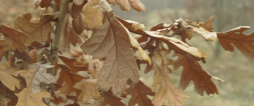 Leaves of Quercus robur dried on branch 4K anamorphic video