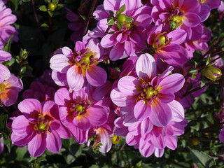 Fototapeta premium Pink dahlien flowers in garden or in park.