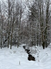 Sentier enneigé à travers une forêt de sapins en hiver, Ardennes belges.