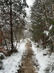 Sentier sinueux à travers une forêt enneigée en hiver, Ardennes belges.