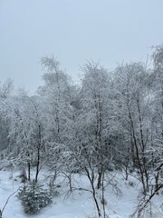 Féérie hivernale dans les Hautes Fagnes, arbres sous la neige et le givre