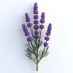 Obraz premium Elegant lavender flower bouquet against a serene, clean white surface