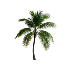 Vibrant tropical palm tree with a gently curved trunk and lush green fronds