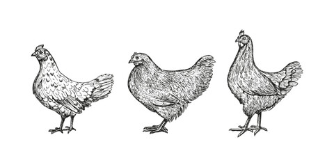 Hen chicken sketch outline illustration set. Farm chicken doodle drawing in engraving style. Hand drawn vector line art clipart isolated on a white background