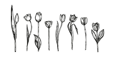 Tulip flower botanical sketch outline illustration. Tulip flowers spring doodle drawing in engraving style. Hand drawn vector line art clipart isolated on a white background