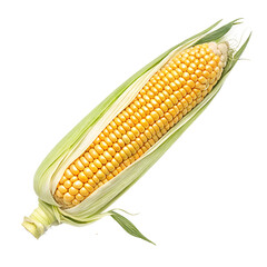 corn ear on white background.png