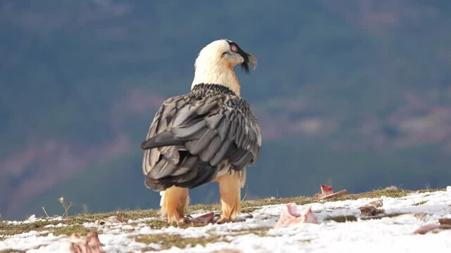 vulture breaking bones walking through the snow looking for food