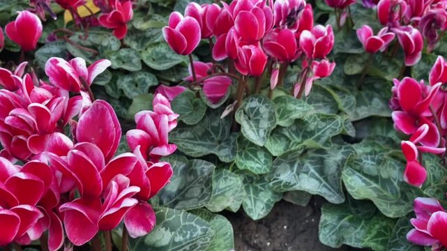 Beautiful pink Cyclamen flowers with lush green leaves, highlighting delicate petals and elegance.  
