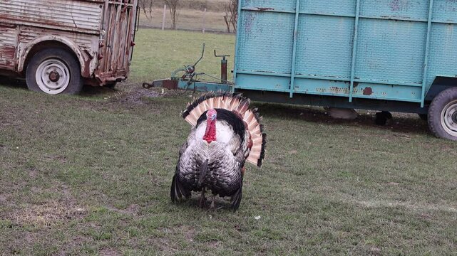 La parade nuptiale d'un dindon