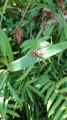 2158)A  Kibosia wasp resting its wings(Photo taken at 13:25 on august 22, 2017)