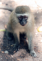 Black faced vervet monkey or Chlorocebus pygerythrus in Monkeyland Primate Sanctuary. South Africa.
