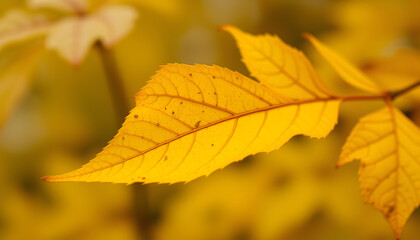 Obraz premium Yellow autumn leaf isolated, close-up. with white shades