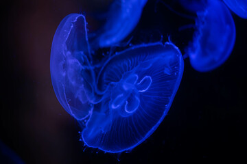 Glowing Jellyfish in the Dark Depths of the Ocean
