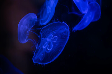 Glowing Jellyfish in the Dark Depths of the Ocean