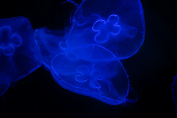 Glowing Jellyfish in the Dark Depths of the Ocean