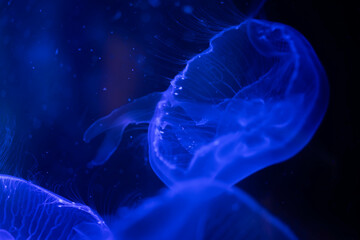 Glowing Jellyfish in the Dark Depths of the Ocean