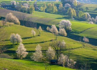 Picturesque spring meadow with blooming cherry tree. Spring paradise with blooming trees. Historic...