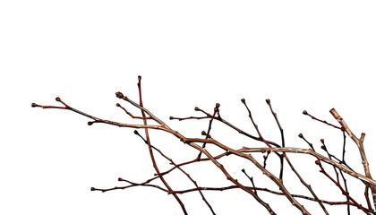 dry twigs isolated on white background, doodle art. with white shades