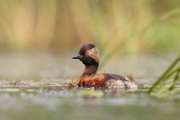 Perkoz zausznik, zausznik, (Podiceps nigricollis), black-necked grebe