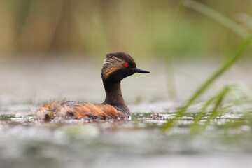 Perkoz zausznik, zausznik, (Podiceps nigricollis), black-necked grebe