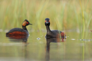 Perkoz zausznik, zausznik, (Podiceps nigricollis), black-necked grebe © Bartosz Rakoczy